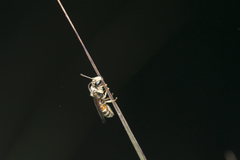 Lipotriches ceratina