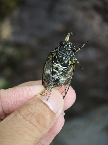 Robust Cicada