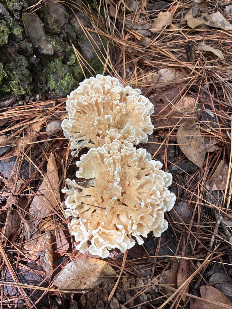 Eastern cauliflower mushroom · August 2026 · photo: Photo: no rights reserved · iNaturalist