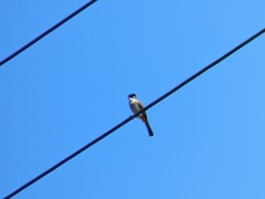 Pycnonotus xanthorrhous