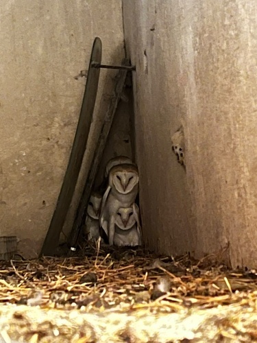 Western Barn Owl