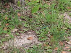 Aspidoscelis sexlineatus