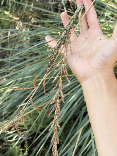 Paspalum quadrifarium, 2026-08-05
