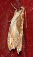 Ancylis semiovana
