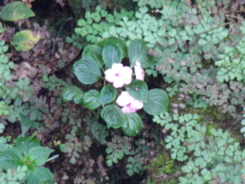 Impatiens walleriana observed 2026-07-25