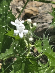 Cnidoscolus angustidens, photograph author not stated, no rights reserved