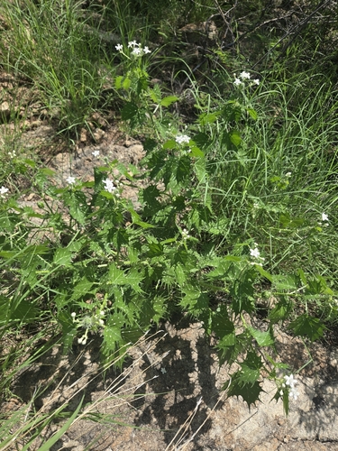 Cnidoscolus angustidens, photograph 6
