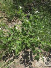 Cnidoscolus angustidens, photograph author not stated, no rights reserved
