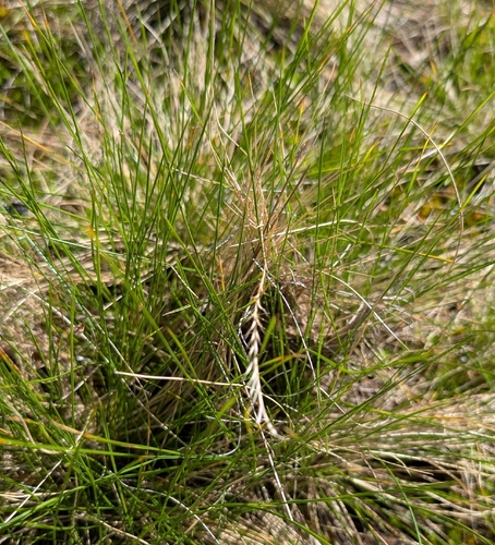 Matgrass