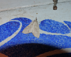 Mecyna asinalis