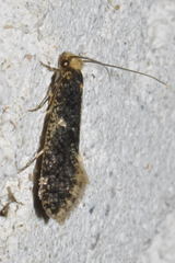 Monopis laevigella