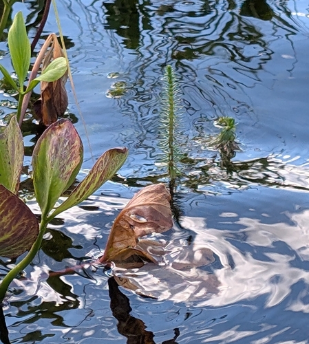 Common Mare's Tail