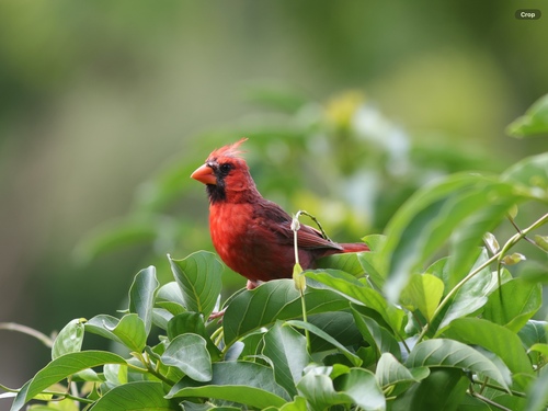 Cardinalis cardinalis observed 2026-08-04