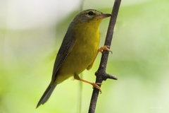 Golden-Crowned Warbler photo 4