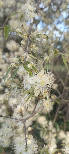 Eugenia myrcianthes, photograph 6