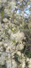 Eugenia myrcianthes, photograph (c) K. Musálem, some rights reserved (CC BY-SA)