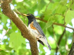 Turdus dissimilis