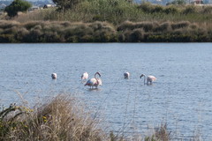 Phoenicopterus roseus