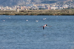 Phoenicopterus roseus