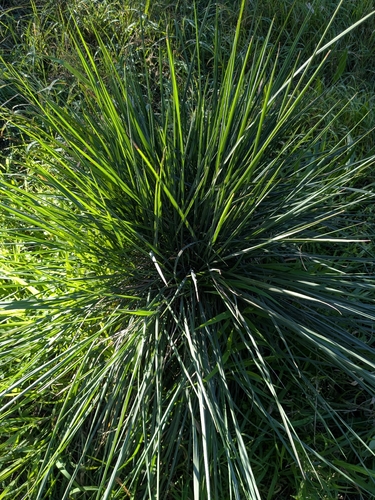 Paspalum quadrifarium, 2026-08-05