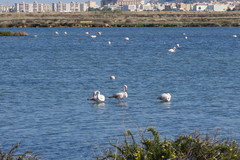 Phoenicopterus roseus