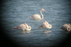 Phoenicopterus roseus