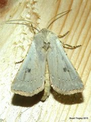 Agrotis vetusta