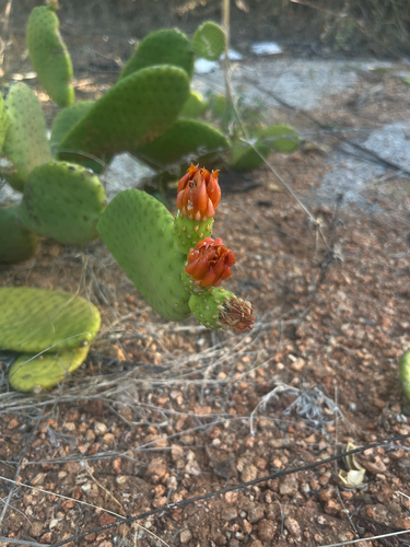 Tacinga inamoena