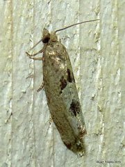 Eucosma tomonana