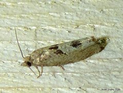 Eucosma tomonana