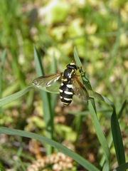 Xanthogramma citrofasciatum