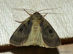 Pseudohermonassa tenuicula