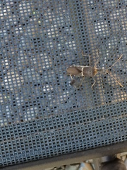 Leptoglossus zonatus