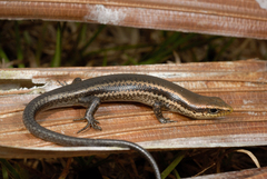 Varzea altamazonica