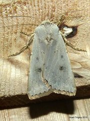 Agrotis vetusta