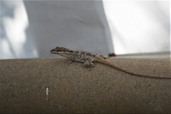 Anolis anisolepis