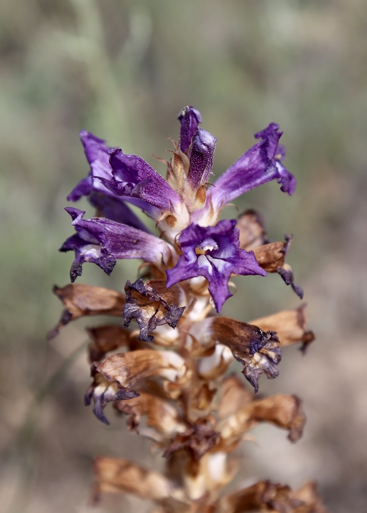 Orobanche hansii