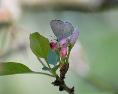 Celastrina echo gozora
