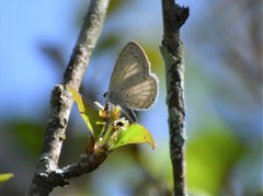 Celastrina echo gozora
