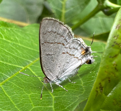 Common Hairstreak