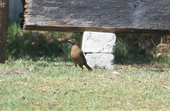 Turdus rufitorques