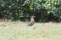 Turdus rufitorques