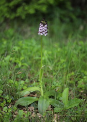 Orchis purpurea