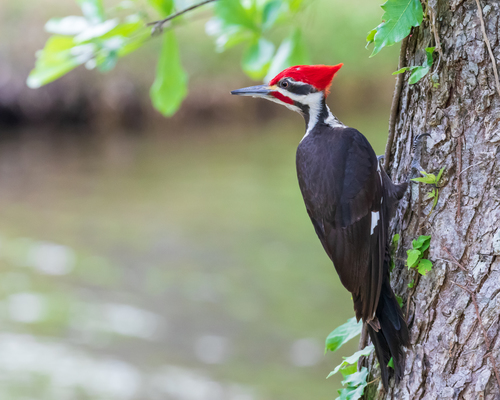 Pileated Woodpecker photographed in North Carolina