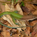 Giant Ameiva - Photo (c) Roberto Sindaco, some rights reserved (CC BY-NC-SA), uploaded by Roberto Sindaco