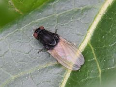 Minettia longipennis