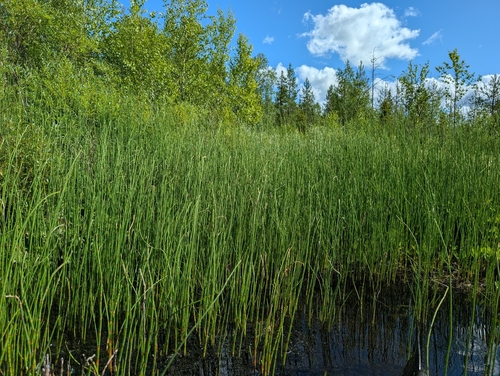water horsetail
