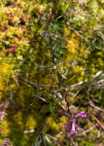 Marsh Lousewort