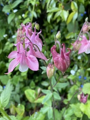 Aquilegia vulgaris