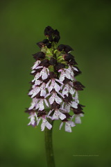 Orchis purpurea